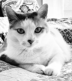 Close-up portrait of cat resting on bed