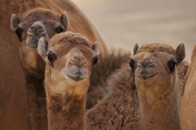 Close-up of baby camels with cute faces  in the arabian desert 