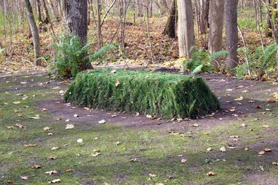 Trees growing in forest