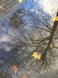 Full frame shot of tree reflection