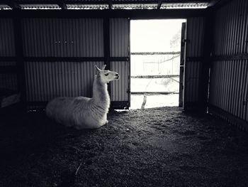 Llama relaxing in shed