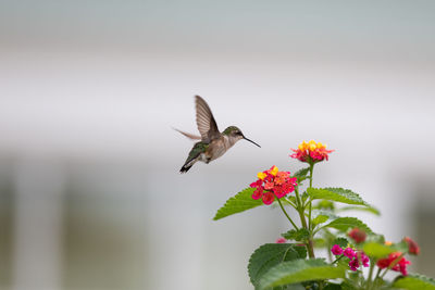 Close-up of humming bird pollinating on flower