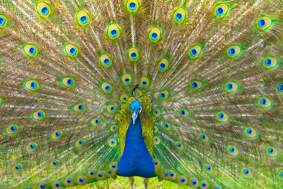 Male peacock displaying multicoloured, blue, green, gold, feathers in mating show eyeline view