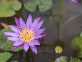 Close-up of purple water lily in pond