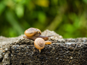 Close-up of snail on rock