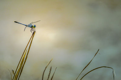 Low angle view of dragonfly on plant