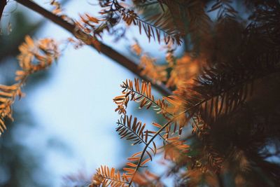 Low angle view of pine tree