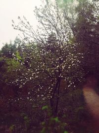 Low angle view of flowering plants on land against sky