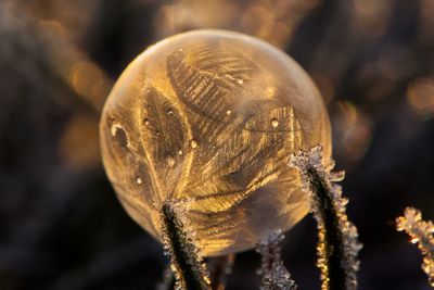 Close-up of a frozen soap bubble 