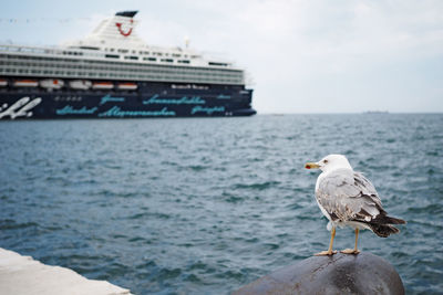 Seagull perching on bollard against ship in sea