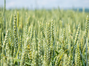 Close-up of wheat growing on field