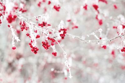 Close-up of cherry blossoms