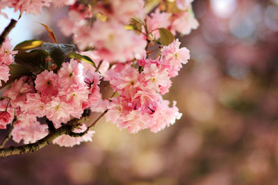 Close-up of pink cherry blossom tree