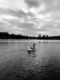 Swan floating on lake