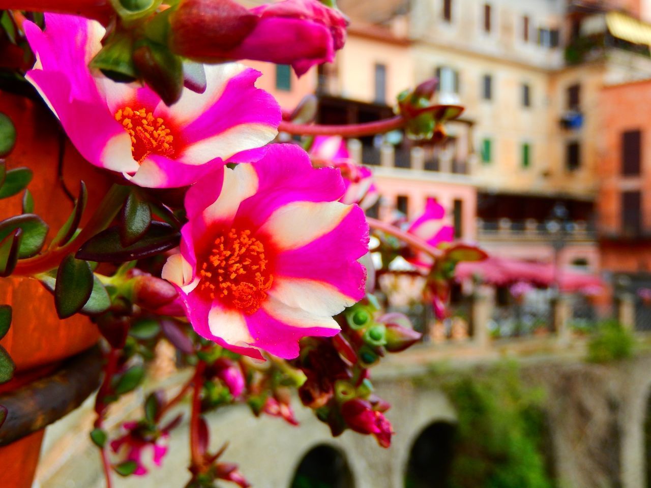 CLOSE-UP OF PINK FLOWERS