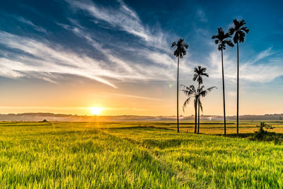 Scenic view of field against sky during sunset