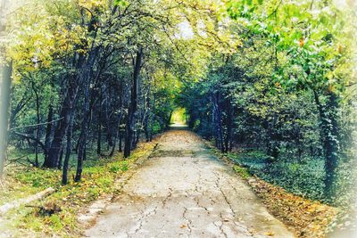 Walkway amidst trees in forest