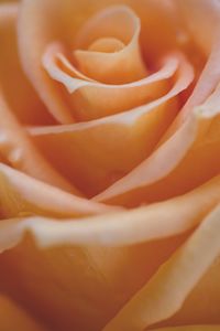 Close-up of rose