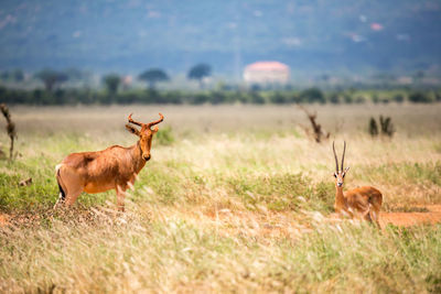 Deer in a field