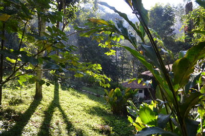 Trees and plants growing outdoors