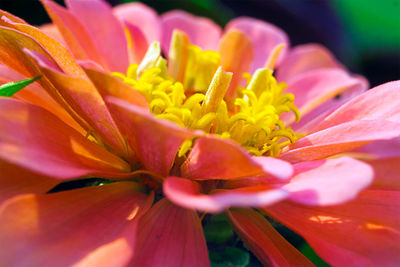 Close-up of pink flower