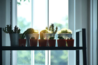 Potted plants on window sill at home