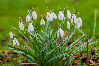 Close-up of white flowering plant on field