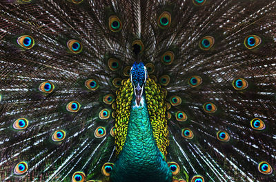 Close-up portrait of peacock