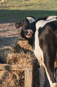 Cow in a field