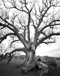 Bare tree on landscape against sky