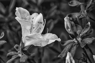 Close-up of flowers blooming outdoors