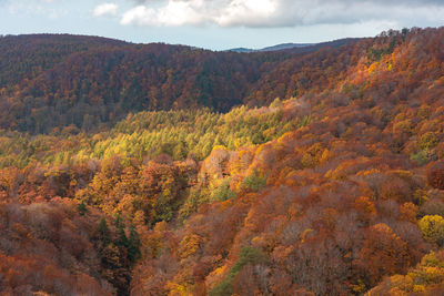 Scenic view of forest against sky during autumn