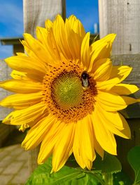 Close-up of honey bee on sunflower