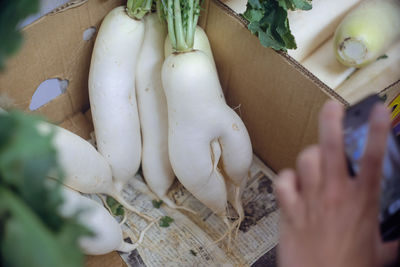 Cropped image of woman holding plant