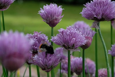 Close-up of honey bee on bunch of purple flowers