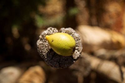 Close-up of fruits on tree