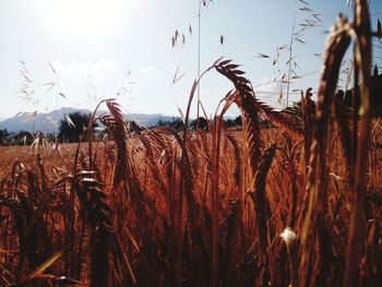 Close-up of plants on field against sky