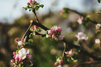 Close-up of flowers growing on branch