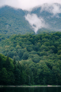 Scenic view of forest