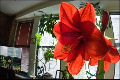 Close-up of red flower