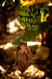 Close-up of plant