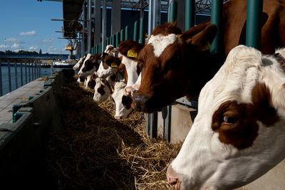 Cows in a shed