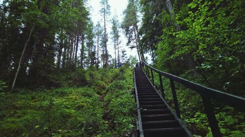 Footbridge in forest