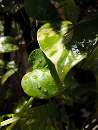Close-up of raindrops on leaves