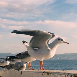 Seagull flying over sea against sky