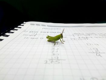 Close-up of lizard on paper