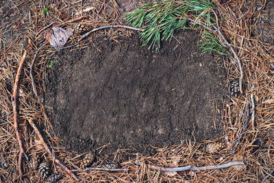 High angle view of twigs on field