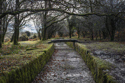 Footpath amidst trees in forest