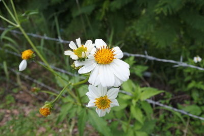 Close-up of white flowering plant on field