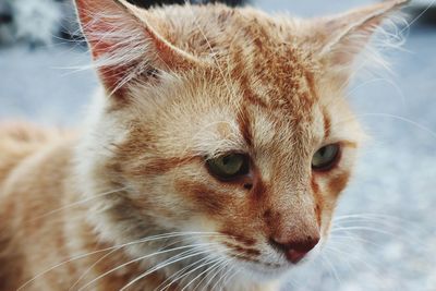 Close-up of cat looking away